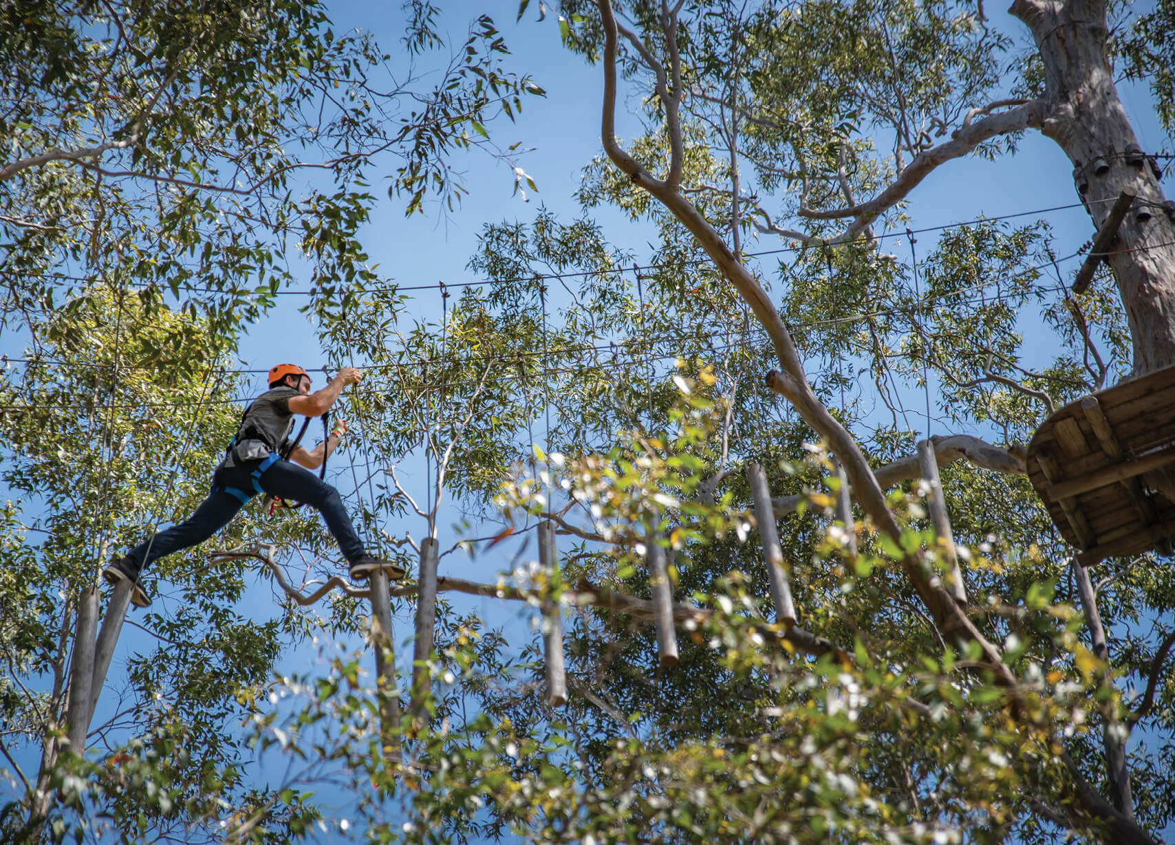 Treetops Adventure Western Sydney6