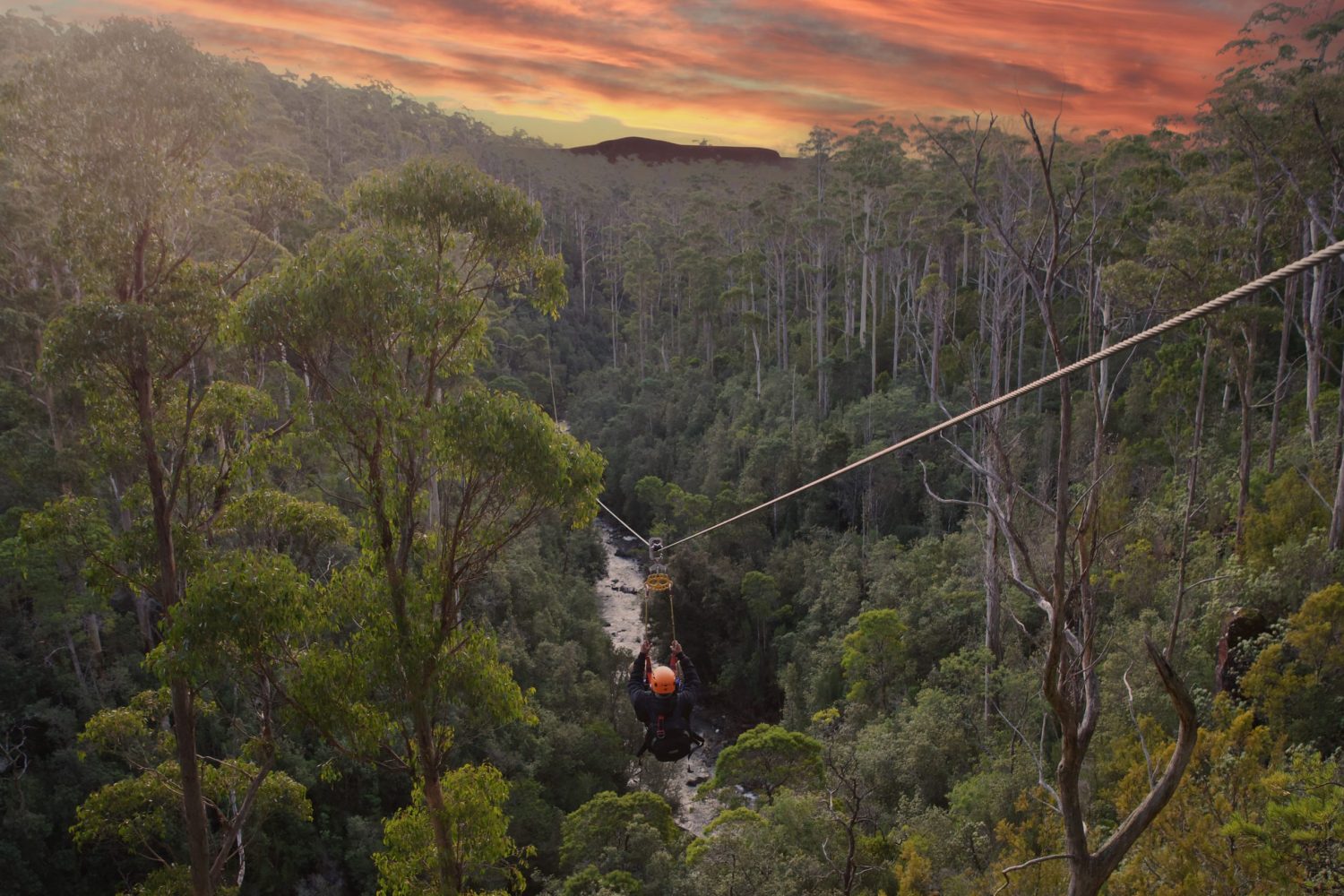 Treetops Adventure Hollybank | Tasmania's longest Zipline | Twilight Zipline Tour